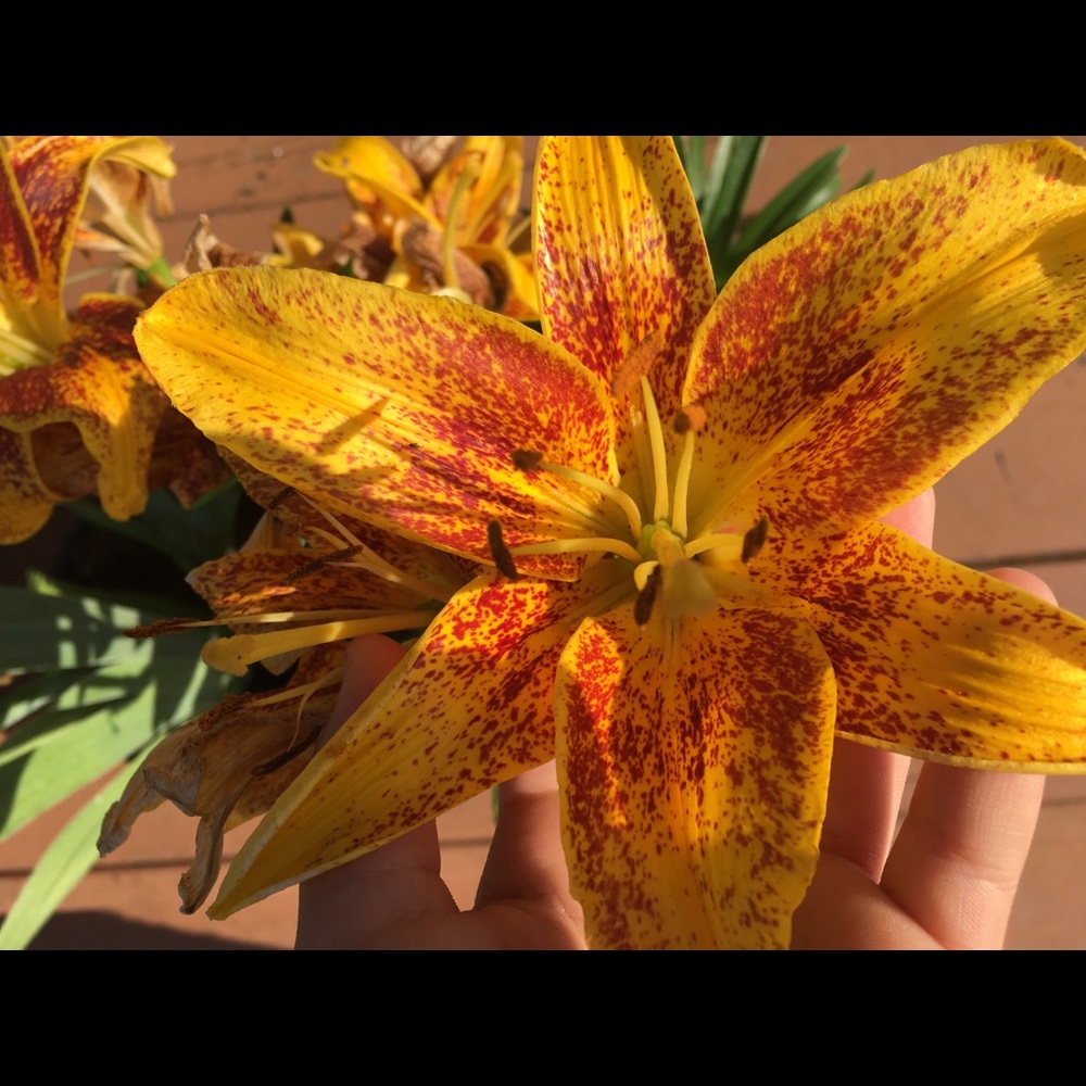 Meet your Posher, Morgan